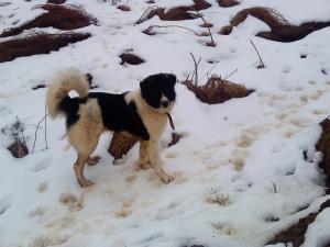 Прикачена снимка