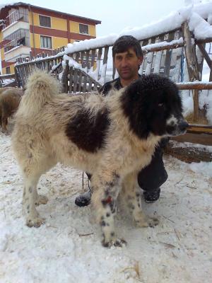Прикачена снимка