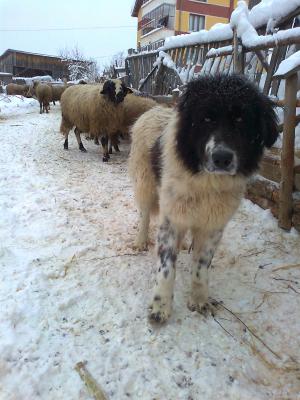 Прикачена снимка