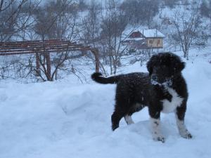 Прикачена снимка