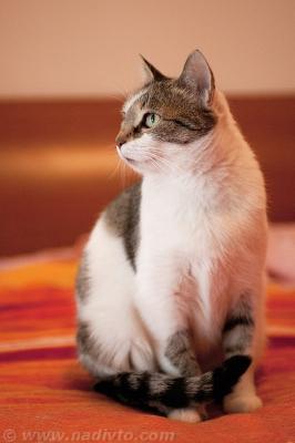 Прикачена снимка