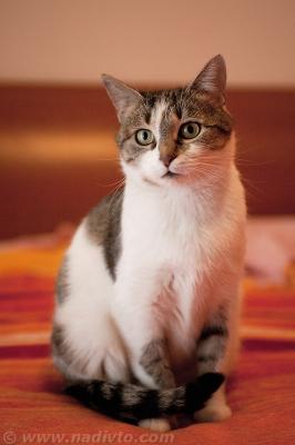 Прикачена снимка