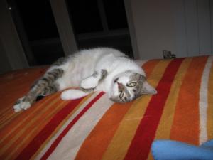 Прикачена снимка