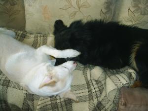 Прикачена снимка