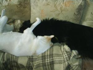 Прикачена снимка