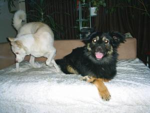 Прикачена снимка