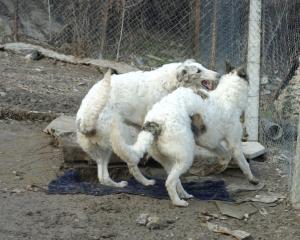 Прикачена снимка