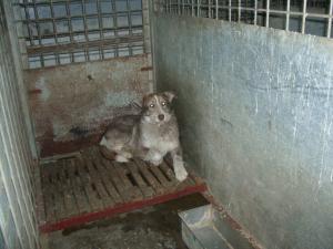 Прикачена снимка
