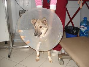 Прикачена снимка