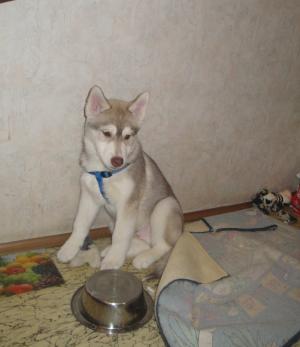 Прикачена снимка