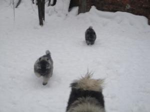 Прикачена снимка