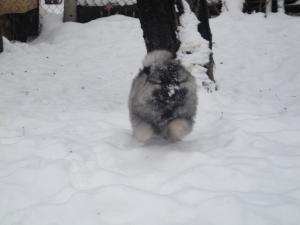 Прикачена снимка