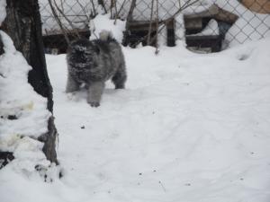 Прикачена снимка