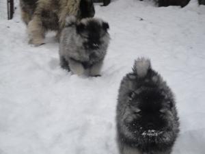 Прикачена снимка