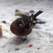 Прикачена снимка