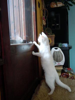 Прикачена снимка