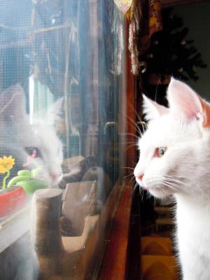 Прикачена снимка