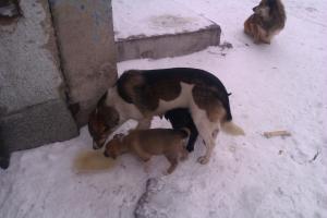Прикачена снимка
