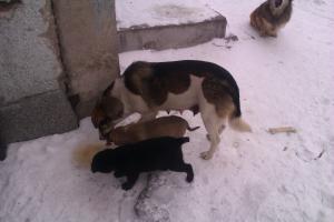 Прикачена снимка