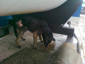 Прикачена снимка