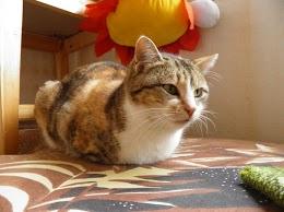 Прикачена снимка