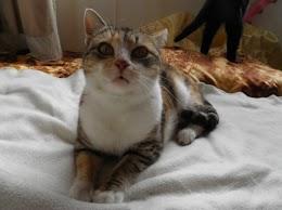 Прикачена снимка