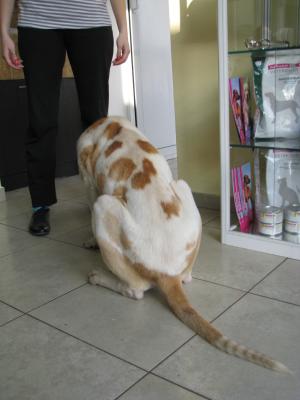 Прикачена снимка