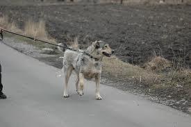 Прикачена снимка