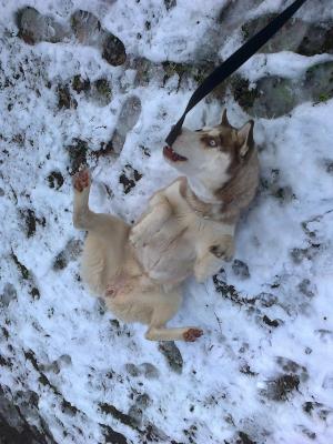 Прикачена снимка