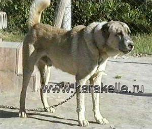 Прикачена снимка