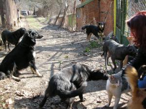 Прикачена снимка