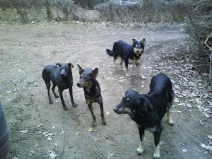 Прикачена снимка