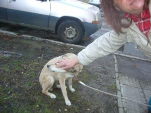 Прикачена снимка