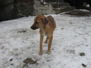 Прикачена снимка