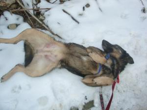 Прикачена снимка