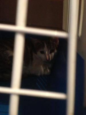 Прикачена снимка