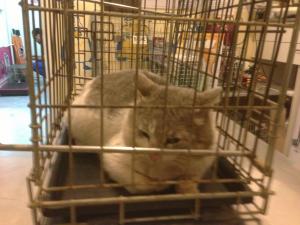 Прикачена снимка