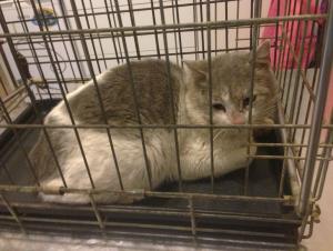 Прикачена снимка