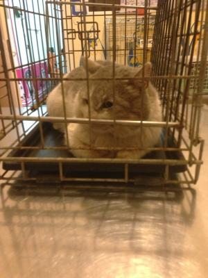 Прикачена снимка