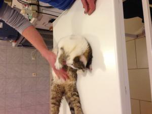 Прикачена снимка