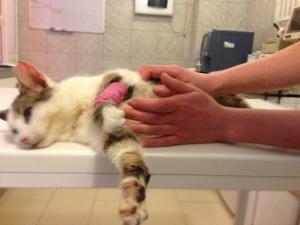 Прикачена снимка