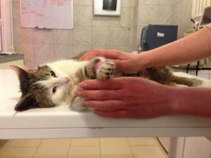 Прикачена снимка