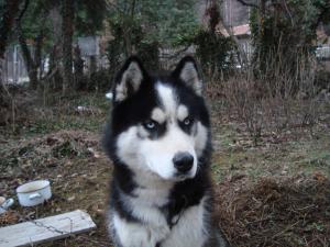 Прикачена снимка