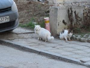 Прикачена снимка