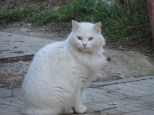 Прикачена снимка