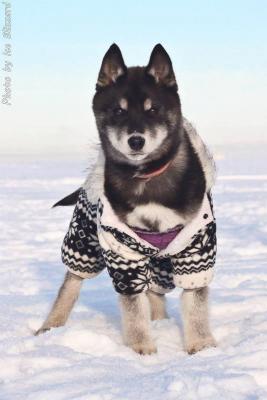 Прикачена снимка