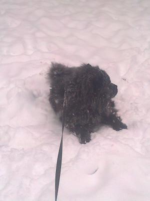 Прикачена снимка