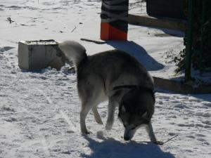 Прикачена снимка