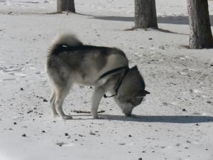 Прикачена снимка