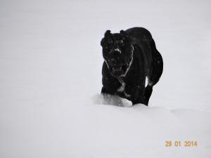 Прикачена снимка